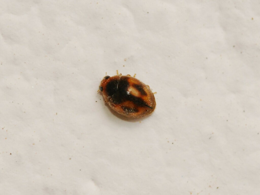 Nephus incisus