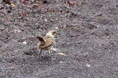 Mimus parvulus parvulus