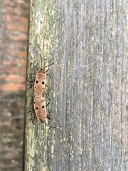 Physopelta quadriguttata