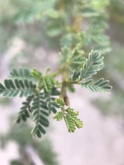 Vachellia tortilis raddiana