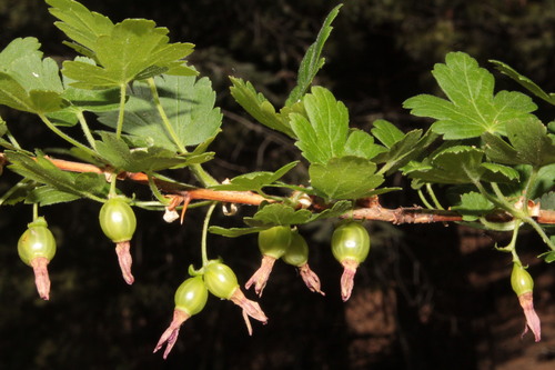 Ribes madrense