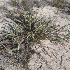 Pimelea ammocharis
