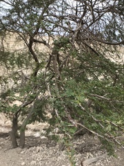 Vachellia tortilis raddiana