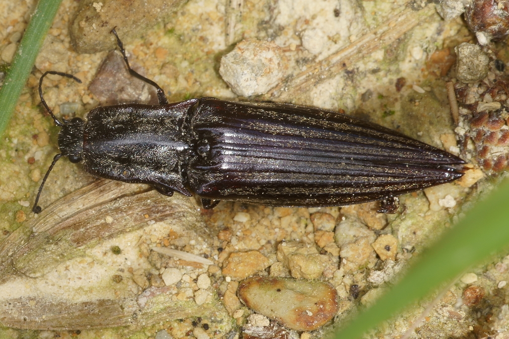 Acutewinged Click Beetle