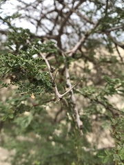 Vachellia tortilis raddiana