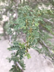 Vachellia tortilis raddiana