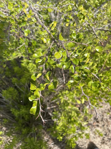 Acacia anegadensis