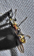 Colobopsis leonardi