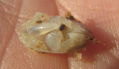 Emerita austroafricana