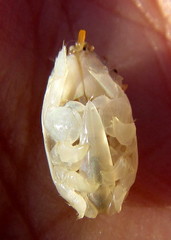 Emerita austroafricana