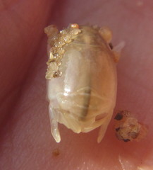 Emerita austroafricana