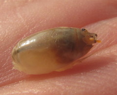 Emerita austroafricana