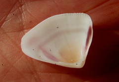 Latona madagascariensis