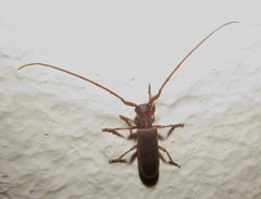 Eunidia rufescens