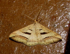 Chiasmia subcurvaria