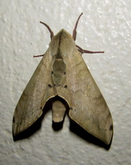 Pseudoclanis postica