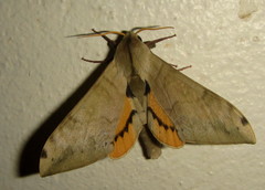 Pseudoclanis postica