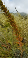 Aciphylla colensoi