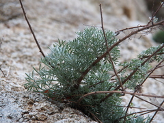 Artemisia capillaris