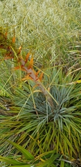 Aciphylla colensoi