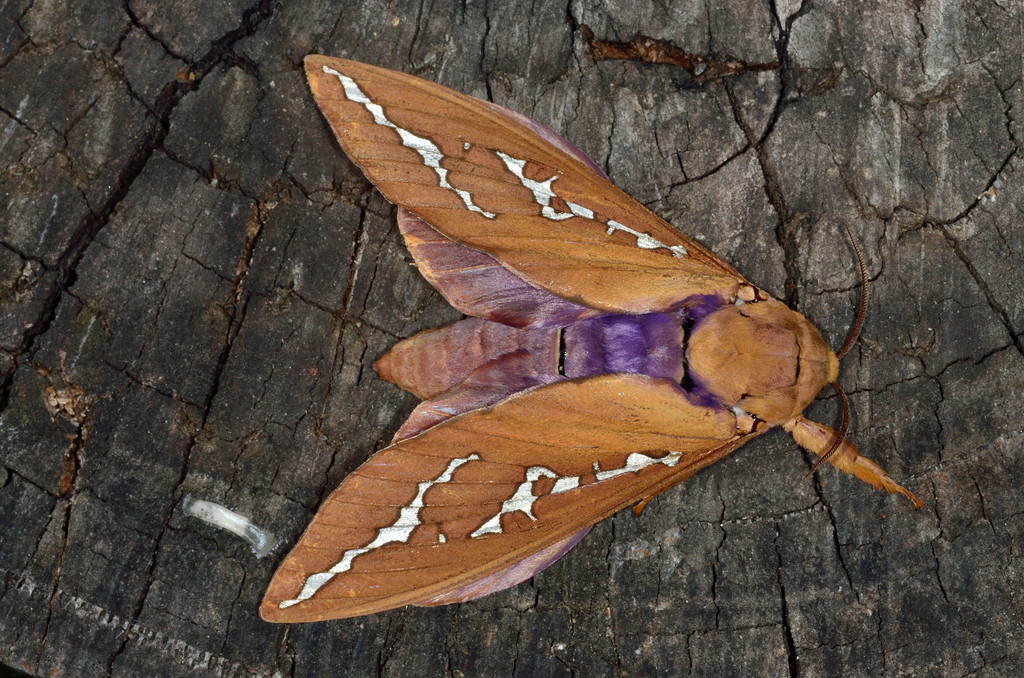 Mustard Ghost Moth