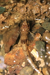 Odontopyxis trispinosa