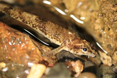 Odontopyxis trispinosa