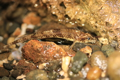 Odontopyxis trispinosa