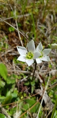 Gentianella montana