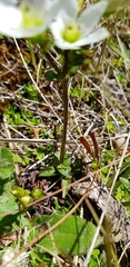 Gentianella montana