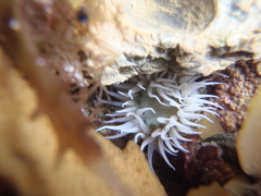 Anthothoe albocincta image