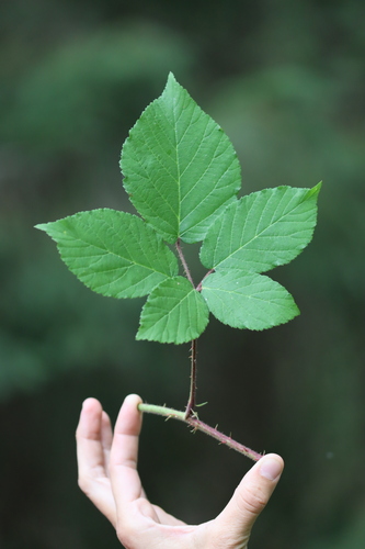 Rubus josholubii