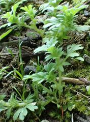 Alchemilla australis