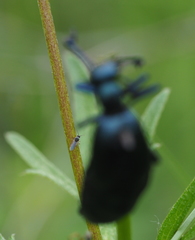 Meloehelea