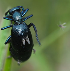 Meloehelea