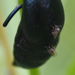 Meloehelea