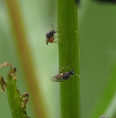 Meloehelea