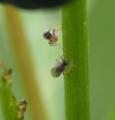 Meloehelea