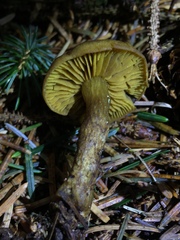 Cortinarius thiersii