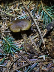 Cortinarius thiersii
