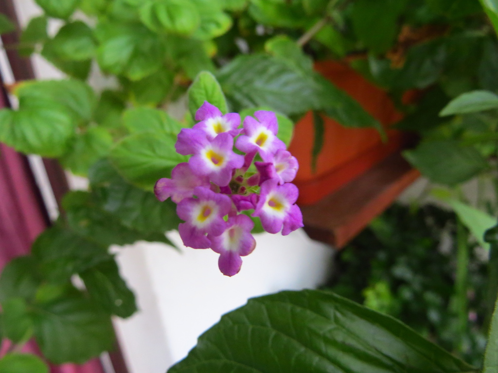 Lantana megapotamica
