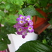 Lantana megapotamica - Photo (c) Leonel Roget, some rights reserved (CC BY), uploaded by Leonel Roget