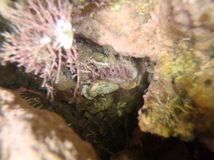 Anthopleura rosea