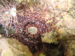 Anthopleura rosea