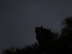 Bubo virginianus nacurutu