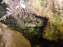 Anthopleura rosea