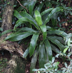 Dracaena aletriformis
