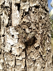 Cicada