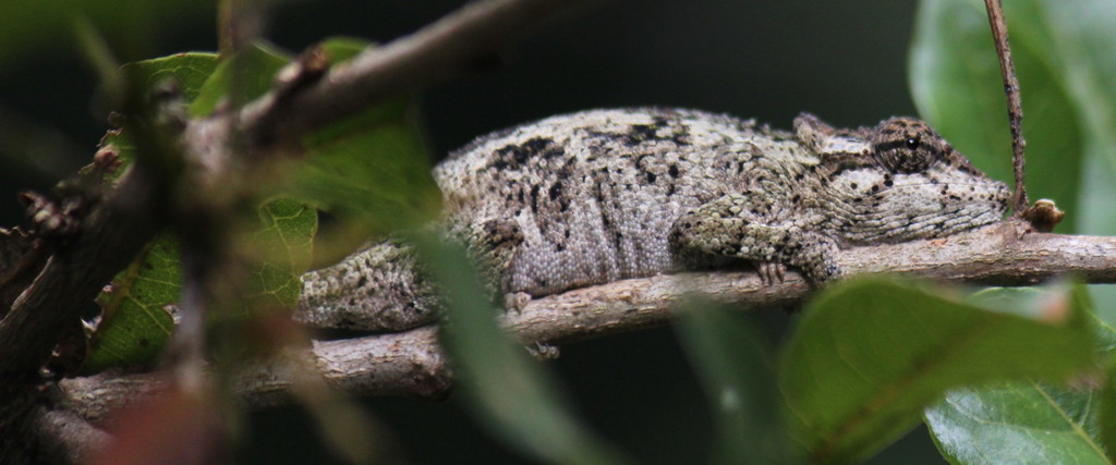Dhlinza Dwarf Chameleon