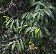 Acridocarpus natalitius natalitius